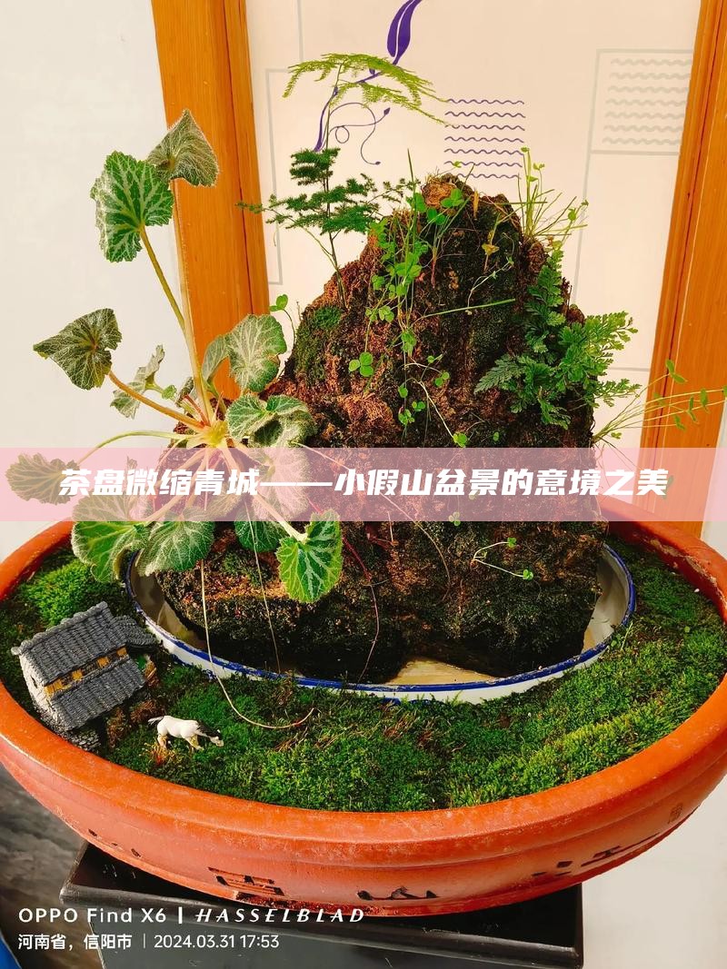 茶盘微缩青城——小假山盆景的意境之美
